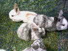 SÜSSE ZWERGKANINCHEN ZU VERKAUFEN